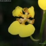 Oncidium Ampliatum (3.5" Pot)