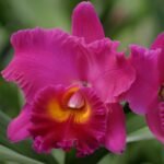 Pot. Memoria Yoshi Tsubaki 'Supreme' (Blc. Jeremy Island x Pot. Hisako Akatsuka) (2" pot) - Image 3