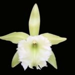 Bl. Aristocat (Digbyana x Glauca) (2" pot)