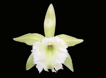 Bl. Aristocat (Digbyana x Glauca) (2" pot)