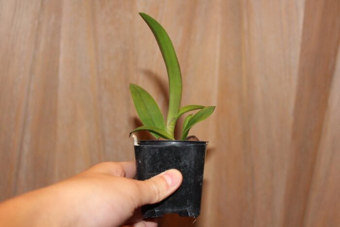 Rlc. Maui's Frosty Green 'Green Daze' x Bc. Carnival Kids 'Green Gem' (2" pot) - Image 6