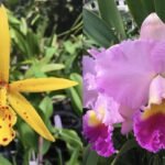 Rlc. Maui's Frosty Green 'Green Daze' x Bc. Carnival Kids 'Green Gem' (2" pot)