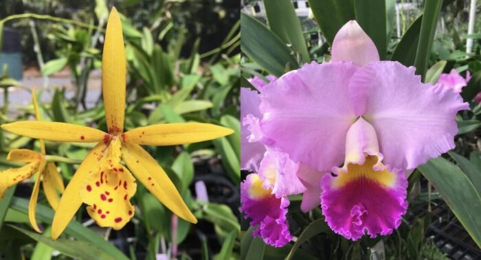 Rlc. Maui's Frosty Green 'Green Daze' x Bc. Carnival Kids 'Green Gem' (2" pot) - Image 1