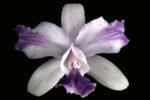 C. Intermedia var. Aquinii Coerulea x Self (2" pot)