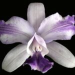 C. Intermedia var. Aquinii Coerulea x Self (2" pot)