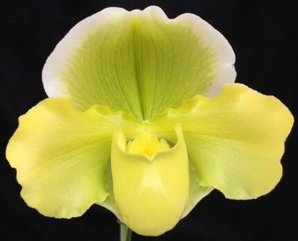 Paph. Olympic Gem (Olympic Mountains x Sorcerer's Stone) (3.5" pot)