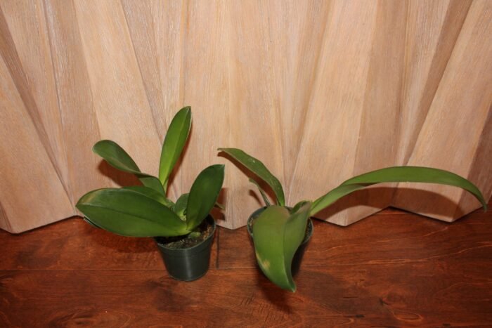 Oncidium Ampliatum (4" Pot) - Image 5