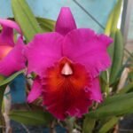 Pot. Memoria Yoshi Tsubaki 'Supreme' (Blc. Jeremy Island x Pot. Hisako Akatsuka) (2" pot)