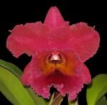 Pot. Memoria Yoshi Tsubaki 'Supreme' (Blc. Jeremy Island x Pot. Hisako Akatsuka) (2" pot) - Image 2