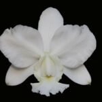 C. Dolosa Var Alba 'Gorgeous' (2" pot)