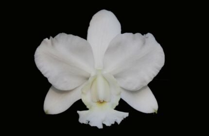 C. Dolosa Var Alba 'Gorgeous' (2" pot)