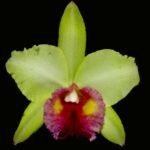Blc. Haiku Glow 'Spotlight' (2" pot)