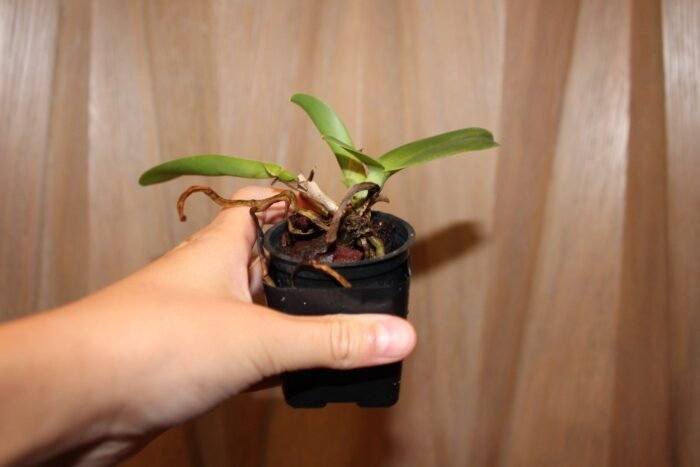 Blc. Pastel Queen 'Peach Melba' BM/JOGA (2" pot) - Image 4