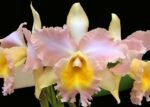 Blc. Pastel Queen 'Peach Melba' BM/JOGA (2" pot)