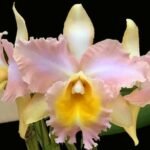 Blc. Pastel Queen 'Peach Melba' BM/JOGA (2" pot)