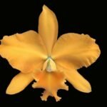Rlc. Haw Yuan Gold '0-2' FCC/RHS (2" pot)