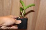 C. Intermedia var. Aquinii Coerulea x Self (2" pot) - Image 6