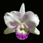 Clty. Spring Fragance 'Paradise' (Fragrant, 3.5” pot)