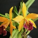 In Bud - Blc. Copper Queen (Bl. Richard Mueller x Blc. Toshia Aoki) (3.5" pot)