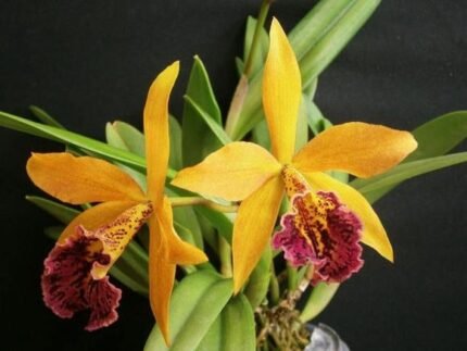 IN SPIKE - Blc. Copper Queen (Bl. Richard Mueller x Blc. Toshia Aoki) (3.5" pot)