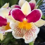 Miltoniopsis Lemon Drop 'Sunset Falls' Multi-Growths (IN SPIKES, 4" pot)