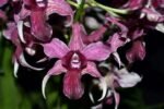 Dendrobium Hawaii Spectacular (Big Alex x Spectabile) (4" pot)
