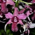 Dendrobium Hawaii Spectacular (Big Alex x Spectabile) (4" pot)