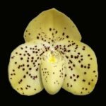 Paphiopedilum conco-bellatulum (3" pot)