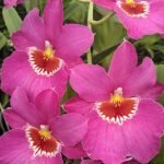 Miltoniopsis Jolene Carlson 'Ravishing' MULTI-GROWTHS (4" pot)
