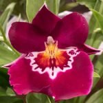 Mps. Edie Brown (Arnold Linsman Hot & Spicy’ x Hajime Ono Maui Fall) Multi Growths (4.5" Pot)