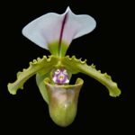 Paphiopedilum Spicerianum Multi-growths (3.5” Pot)