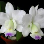 FRAGRANT Walkeriana Semi Alba 'Kenny' FCC/AOS (3.5" pot)