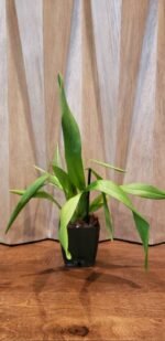 Oncidium Ampliatum (4" Pot) - Image 9