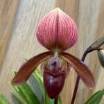 Paph. Jewel Pink (Egrets Jewel x Charlesworthii) Multi-Growths 2 Spikes In Flowers (3.5" pot)