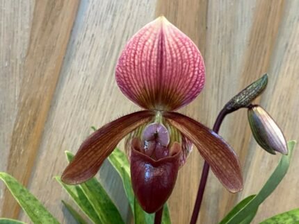 Paph. Jewel Pink (Egrets Jewel x Charlesworthii) Multi-Growths 2 Spikes In Flowers (3.5" pot)