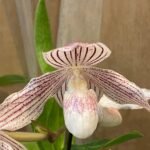 Paph. Kolopakingii var. Topperi 'Crown' x Greyi Alba (IN FLOWER, 5" pot)