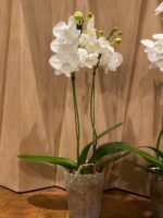 Rare unusual Phalaenopsis Charming Crystal Water Big Lip Big Flower 2 Spikes (4.5" pot) - Image 6