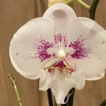 Double Spikes Phalaenopsis Large I-Hsin Purple Angel (4.5" pot)