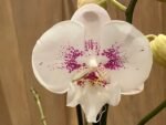 Double Spikes Phalaenopsis Large I-Hsin Purple Angel (4.5" pot) - Image 2