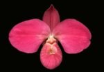 Phrag. Karen Sue (Red Rocket 4N x kovachii) (Multi-Growths, 5" pot)