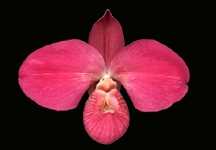 Phrag. Karen Sue (Red Rocket 4N x kovachii) (Multi-Growths, 5" pot) - Image 1