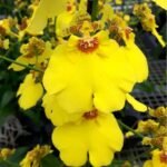Oncidium Ampliatum (4" Pot) - Image 6