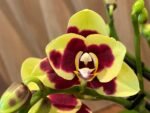 Double Spikes Phalaenopsis I-Hsin Macchiata (3.5" pot) - Image 2