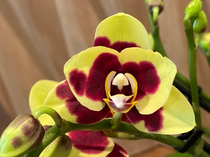 Double Spikes Phalaenopsis I-Hsin Macchiata (3.5" pot) - Image 2