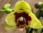 Double Spikes Phalaenopsis I-Hsin Macchiata (3.5" pot) - Image 3