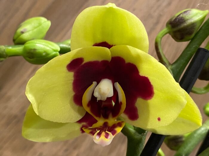 Double Spikes Phalaenopsis I-Hsin Macchiata (3.5" pot) - Image 3