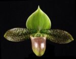 IN BLOOM - Paph. Duguesclin (sukhakulii x mohrianum) (2" pot) - Image 2