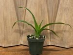 Phrag. QF Halia (Phrag. QF Kamakakilo Tyler x Phrag. kovachii 'Ekolu') (5" pot) - Image 4
