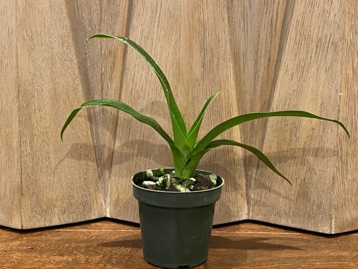 Phrag. QF Halia (Phrag. QF Kamakakilo Tyler x Phrag. kovachii 'Ekolu')  (5" pot) - Image 4