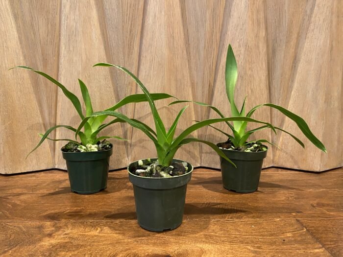 Phrag. QF Halia (Phrag. QF Kamakakilo Tyler x Phrag. kovachii 'Ekolu')  (5" pot) - Image 1